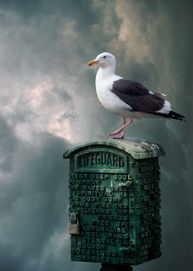 Les animaux