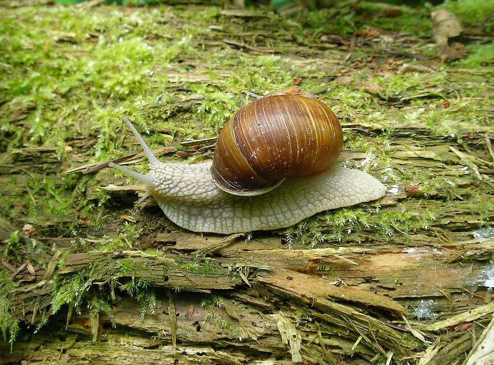 escargot de bourgogne