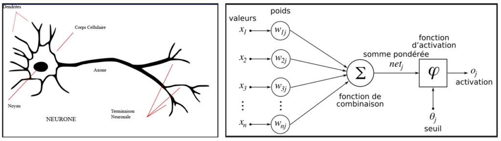 neurone biologique et neurone formel